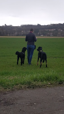 L'Odyssée Canine à Fleurieux-sur-l'Arbresle