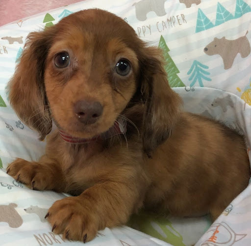 Pet Store «Pet City», reviews and photos, 14200 E Alameda Ave #2036, Aurora, CO 80012, USA