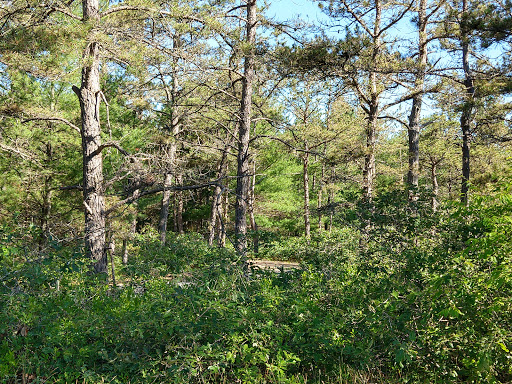 State Park «Myles Standish State Forest», reviews and photos, 194 Cranberry Rd, Carver, MA 02330, USA