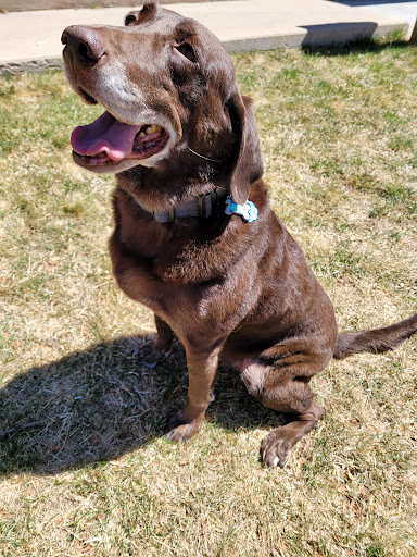 Pet Supply Store «PetSmart», reviews and photos, 2160 Southgate Rd, Colorado Springs, CO 80906, USA