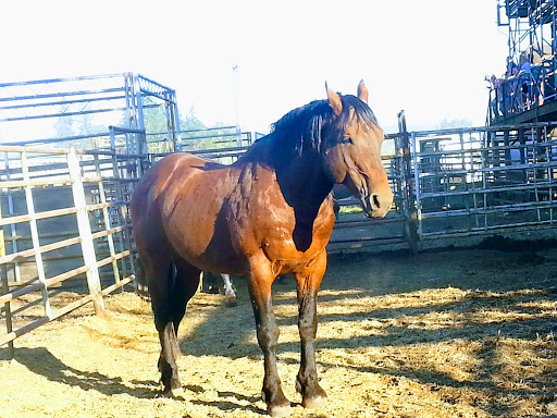 Rodeo «Molalla Buckeroo Association», reviews and photos, 815 Shirley St, Molalla, OR 97038, USA