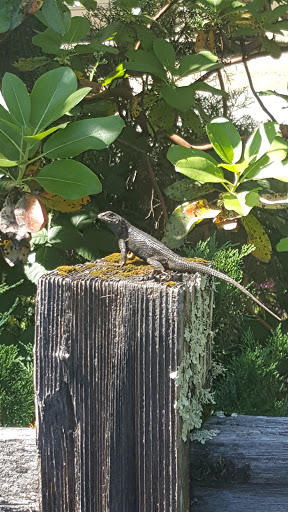 National Forest «Petrified Forest», reviews and photos