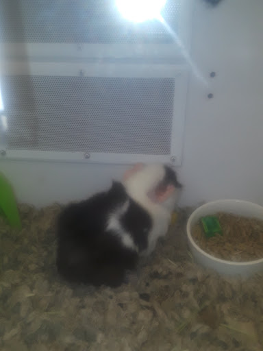 Pet Supply Store «Petco Animal Supplies», reviews and photos, 852 N Western Ave, San Pedro, CA 90732, USA