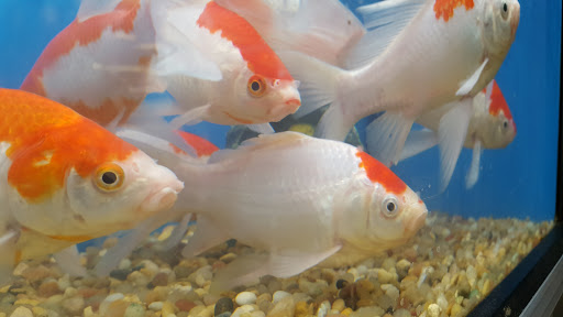 Pet Supply Store «Pet Supplies Plus», reviews and photos, 1665 VFW Pkwy, West Roxbury, MA 02132, USA