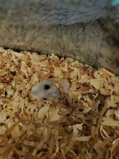 Pet Store «Affordable Pet Center», reviews and photos, 2022 Main St, Northampton, PA 18067, USA