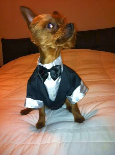 Pet Groomer «Pause 4 Paws Pet Grooming And Hotel», reviews and photos, 3770 W County Line Rd, Douglasville, GA 30135, USA