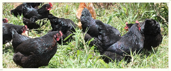 Alstonville Poultry Farm