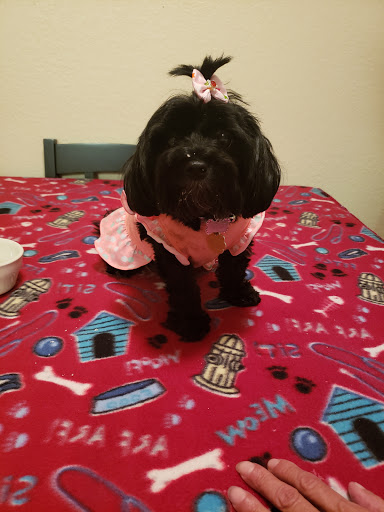 Pet Supply Store «Petco Animal Supplies», reviews and photos, 2434 W Brandon Blvd, Brandon, FL 33511, USA