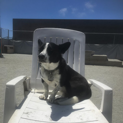 Here, Doggy image