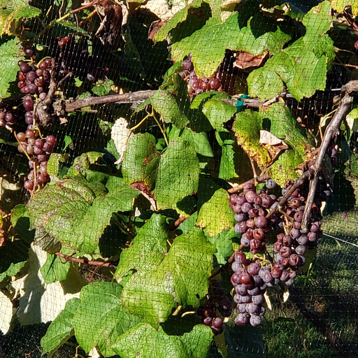 Winery «Belgian Horse Winery», reviews and photos, 7200 W County Rd 625 N, Middletown, IN 47356, USA