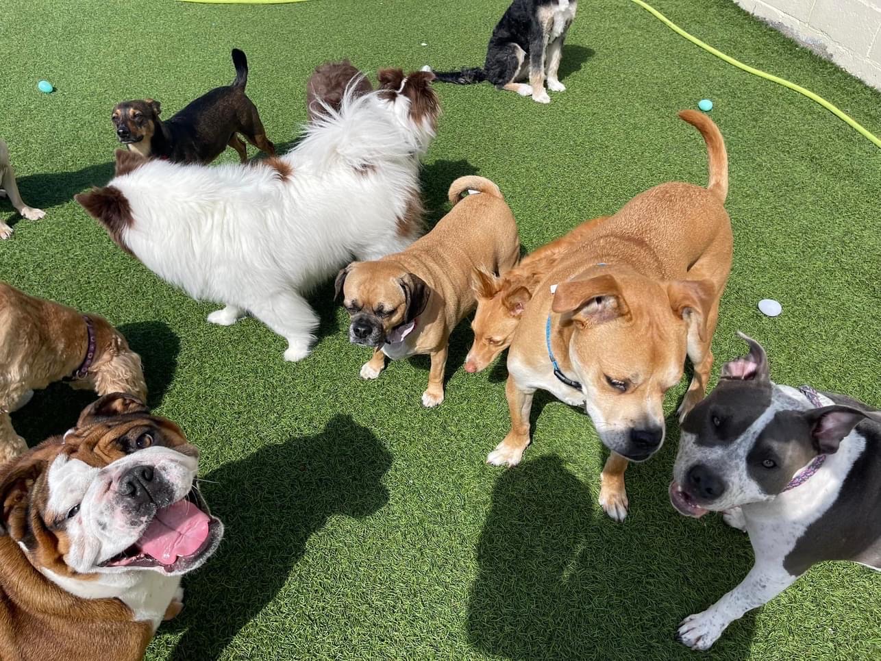 Zany Dogs Boarding and Daycare
