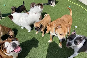 Zany Dogs Boarding and Daycare image