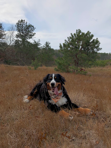 Pet Groomer «Happy Tails Self-Serve Dog Wash», reviews and photos, 267 Cotuit Rd Unit D, Sandwich, MA 02563, USA