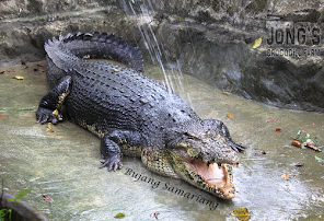 Kuching crocodile farm Sarawak Land