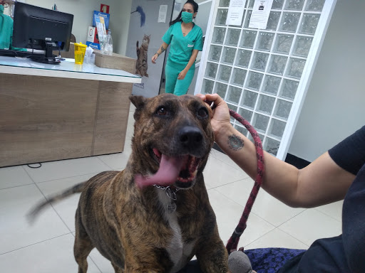 Hospital Veterinário Santa Inês em São Paulo - SP