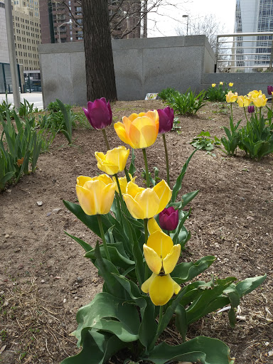 Park «Skyline Park», reviews and photos, 16th St, Denver, CO 80202, USA