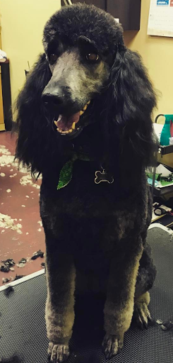 Pet Store «Healthy Pets Mountain West», reviews and photos, 2352 Fort Union Blvd, Cottonwood Heights, UT 84121, USA