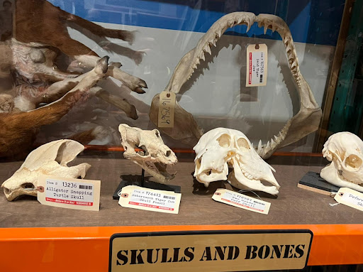 Museum «SKELETONS: Museum Of Osteology», reviews and photos, 8441 International Dr Suite 250, Orlando, FL 32819, USA