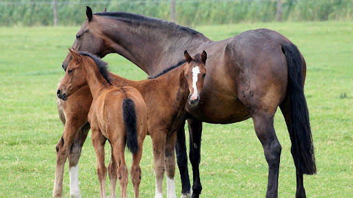 Clínica Equina La Sierra en Manzanares el Real