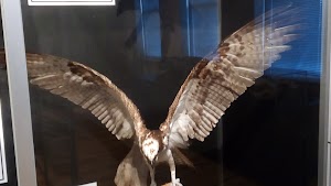 Horry County Museum - photo 83