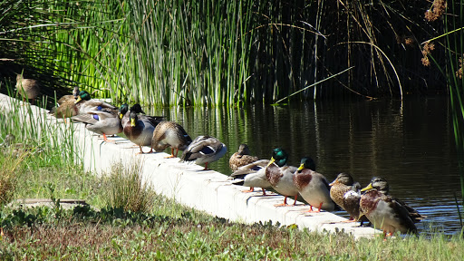 Park «Bay Meadows Park», reviews and photos, 301 E 28th Ave, San Mateo, CA 94403, USA