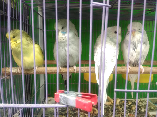 Pet Store «Inez Pet Shop», reviews and photos, 3825 Whittier Blvd, Los Angeles, CA 90023, USA