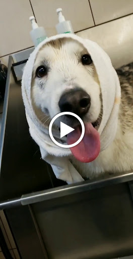 Pet Supply Store «Pet Supplies Plus», reviews and photos, 9500 Dorchester Rd #350, Summerville, SC 29485, USA