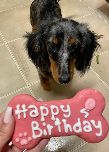 Pet Supply Store «Woof Gang Bakery & Grooming Lake Mary», reviews and photos, 1210 International Pkwy #118, Lake Mary, FL 32746, USA