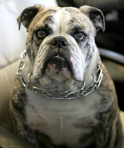 Boxing Gym «Undisputed Boxing Gym», reviews and photos, 883 E San Carlos Ave, San Carlos, CA 94070, USA