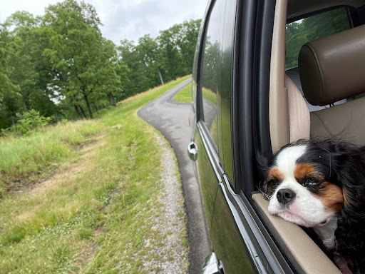 Nature Preserve «Elk and Bison Prairie», reviews and photos, Elk & Bison Prairie Rd, Golden Pond, KY 42211, USA