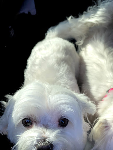 Pet Supply Store «PetSmart», reviews and photos, 650 Elsinger Blvd, Conway, AR 72032, USA