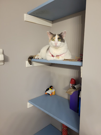 Animal Shelter «South Suburban Humane Society», reviews and photos