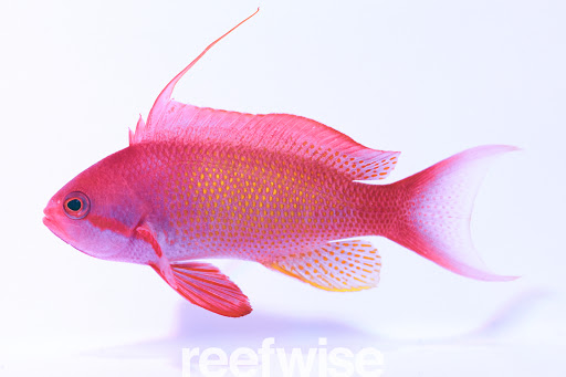 Tropical Fish Store «Reefwise», reviews and photos, 5401 Patton Dr #105, Lisle, IL 60532, USA