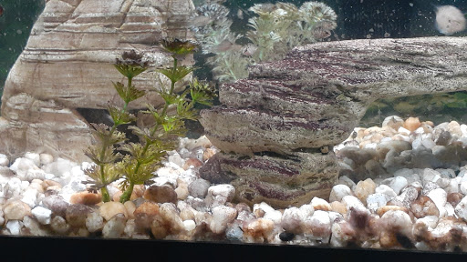 Pet Store «Precious Pets III», reviews and photos, 1091 US-130, Burlington, NJ 08016, USA