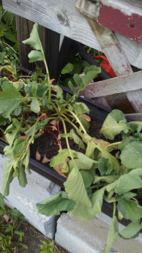 Grocery Store «Market Basket», reviews and photos, 54 Calef Hwy, Lee, NH 03861, USA