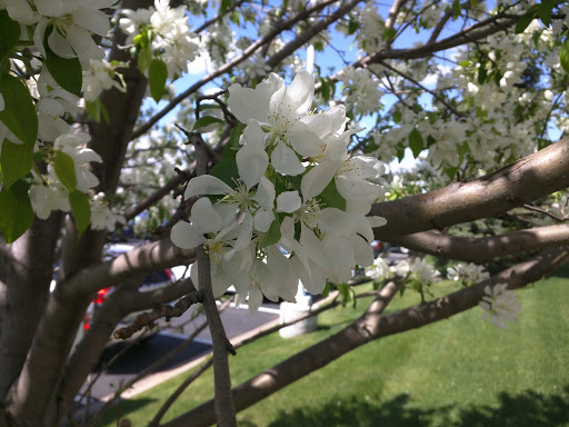 Toyota Dealer «Carlson Toyota», reviews and photos, 12880 Riverdale Dr NW, Coon Rapids, MN 55448, USA