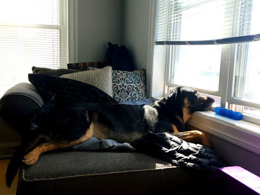 Pet Supply Store «Petco Animal Supplies», reviews and photos, 664 New Loudon Rd #240, Latham, NY 12110, USA