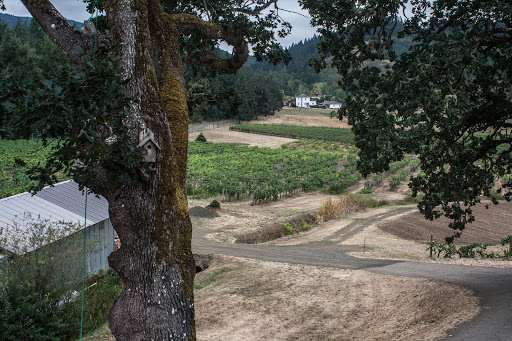 Winery «Airlie Winery», reviews and photos, 15305 Dunn Forest Rd, Monmouth, OR 97361, USA
