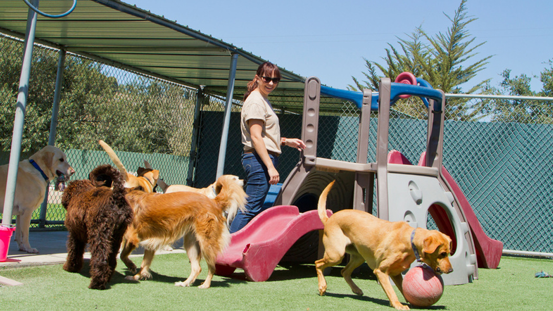 Acres Of Animals Boarding Kennel
