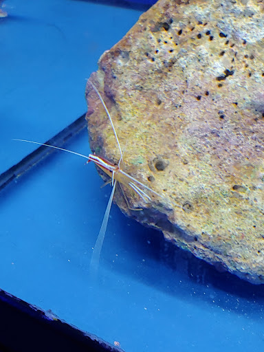 Tropical Fish Store «Pisces Reef Fish Emporium, LLC», reviews and photos, 9326 W Sahara Ave, Las Vegas, NV 89117, USA