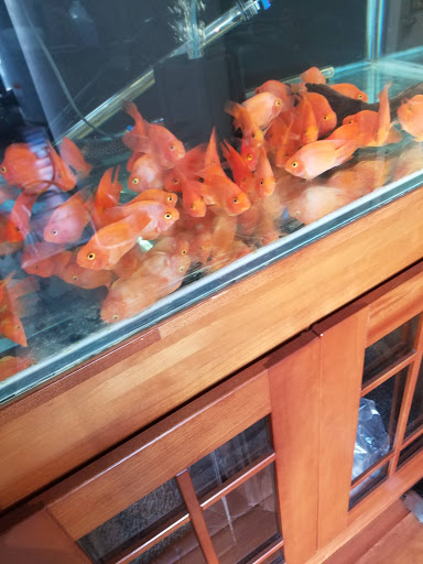 Tropical Fish Store «International Aquarium», reviews and photos, 1505 International Blvd, Oakland, CA 94606, USA