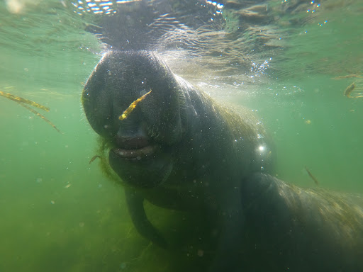 Tourist Attraction «Fun 2 Dive - Swim with Manatees», reviews and photos, 135 NE 3rd St, Crystal River, FL 34429, USA