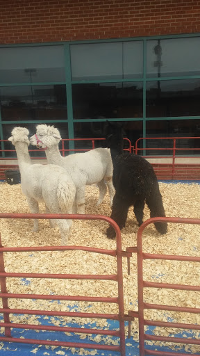 Stadium «Durham Bulls Athletic Park», reviews and photos, 409 Blackwell St, Durham, NC 27701, USA