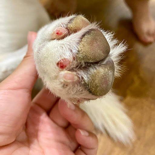 Pet Supply Store «PetSmart», reviews and photos, 5435 W TX-1604 Loop N, San Antonio, TX 78253, USA