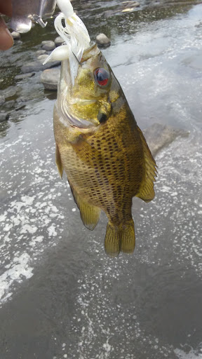 Sporting Goods Store «Thruway Sporting Goods», reviews and photos, 78 Oak St, Walden, NY 12586, USA