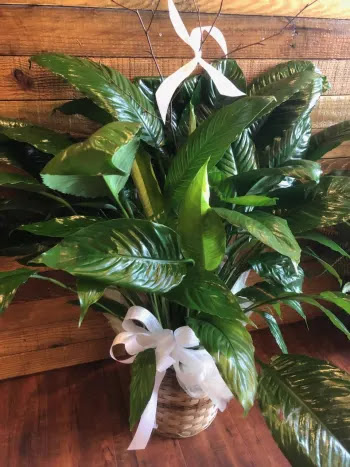 Florist «Something Special Florist», reviews and photos, 1546 Main St, Columbia, SC 29201, USA