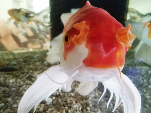 Nail Salon «Glamour Nail Hair Spa», reviews and photos, 7627 Culebra Rd #102, San Antonio, TX 78251, USA