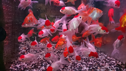 雅丽水族馆(橘子店)