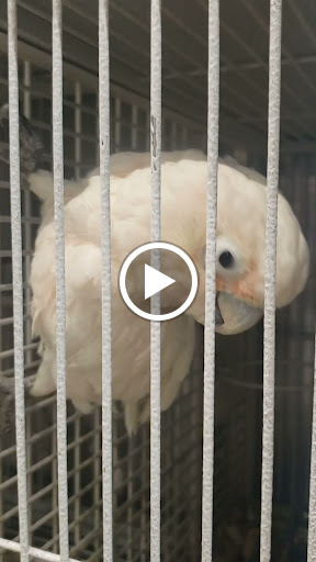 Pet Store «El Granero Pet Shop», reviews and photos, 15700 Atlantic Ave, Compton, CA 90221, USA