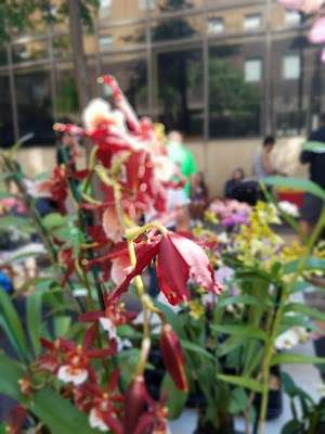 Des Moines Downtown Farmers Market - photo 99